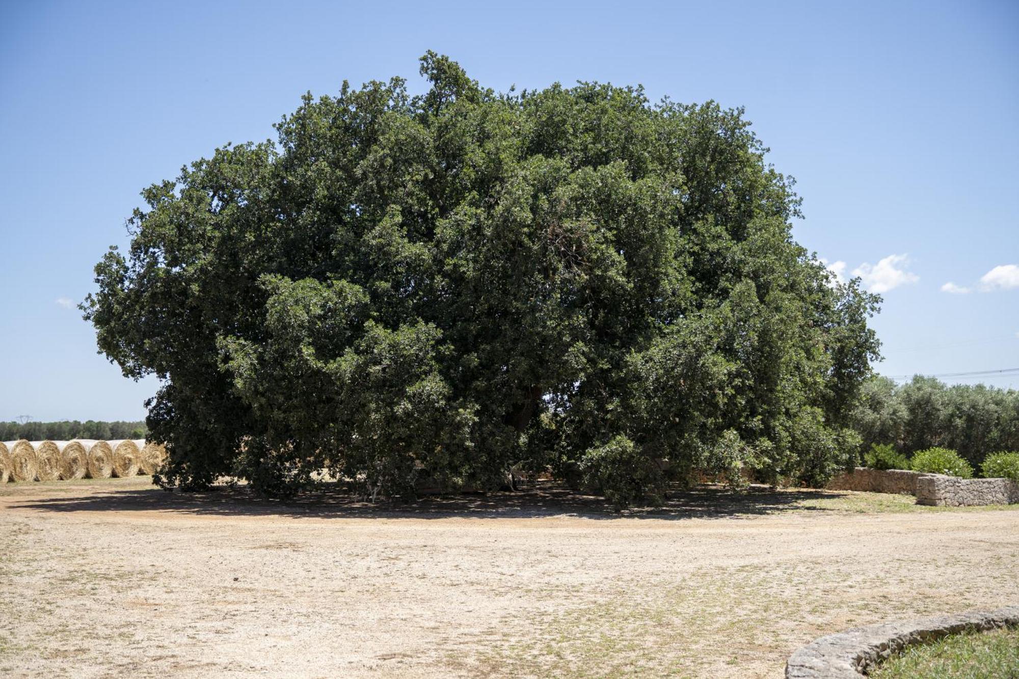 Masseria Palmo 弗兰卡维拉丰塔纳 外观 照片